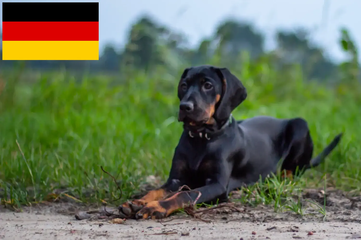 Read more about the article Gończy Polski crescători și căței în Germania