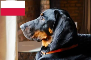 Read more about the article Gończy Polski crescători și căței în Polonia