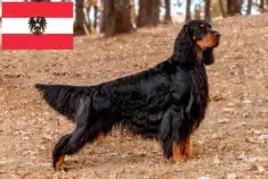 Read more about the article Gordon Setter crescători și căței în Austria