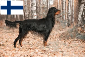 Read more about the article Gordon Setter crescători și căței în Finlanda