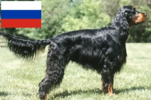 Read more about the article Gordon Setter crescători de Gordon Setter și căței în Rusia