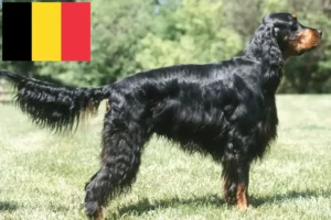 Read more about the article Gordon Setter crescători și căței în Belgia