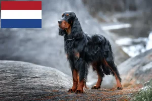 Read more about the article Gordon Setter crescători și căței în Olanda