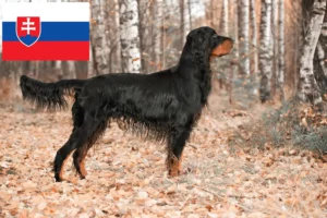 Read more about the article Gordon Setter crescători și căței în Slovacia