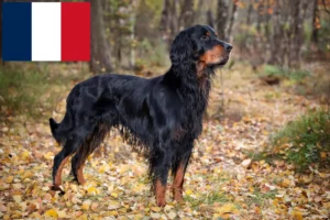 Read more about the article Gordon Setter crescători și căței în Franța