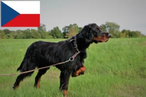 Read more about the article Gordon Setter crescători și căței în Republica Cehă