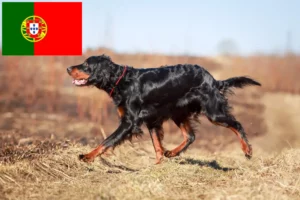 Read more about the article Gordon Setter crescători și căței în Portugalia