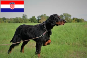 Read more about the article Gordon Setter crescători și căței în Croația