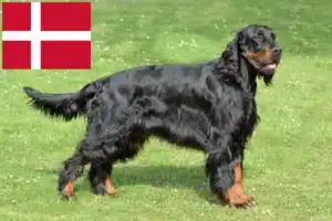 Read more about the article Gordon Setter crescători și căței în Danemarca