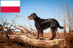 Read more about the article Gordon Setter crescători și căței în Polonia