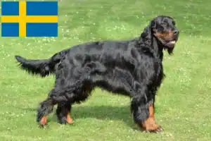 Read more about the article Gordon Setter crescători și căței în Suedia