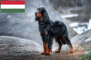 Read more about the article Gordon Setter crescători și căței în Ungaria