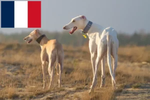 Read more about the article Chart Polski crescători și căței în Franța