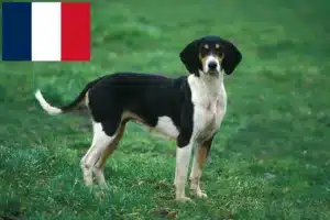 Read more about the article Grand Anglo-Français crescători și căței în Franța