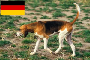 Read more about the article Grand Anglo-Français crescători și căței în Germania