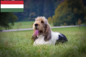 Read more about the article Grand Basset Griffon Vendéen crescători și căței în Ungaria