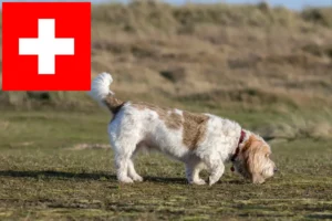 Read more about the article Grand Basset Griffon Vendéen crescători și căței în Elveția