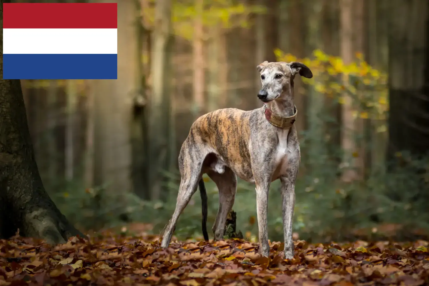 Greyhound căței și crescători Olanda Aici puteți găsi crescători de Greyhounds din Olanda.