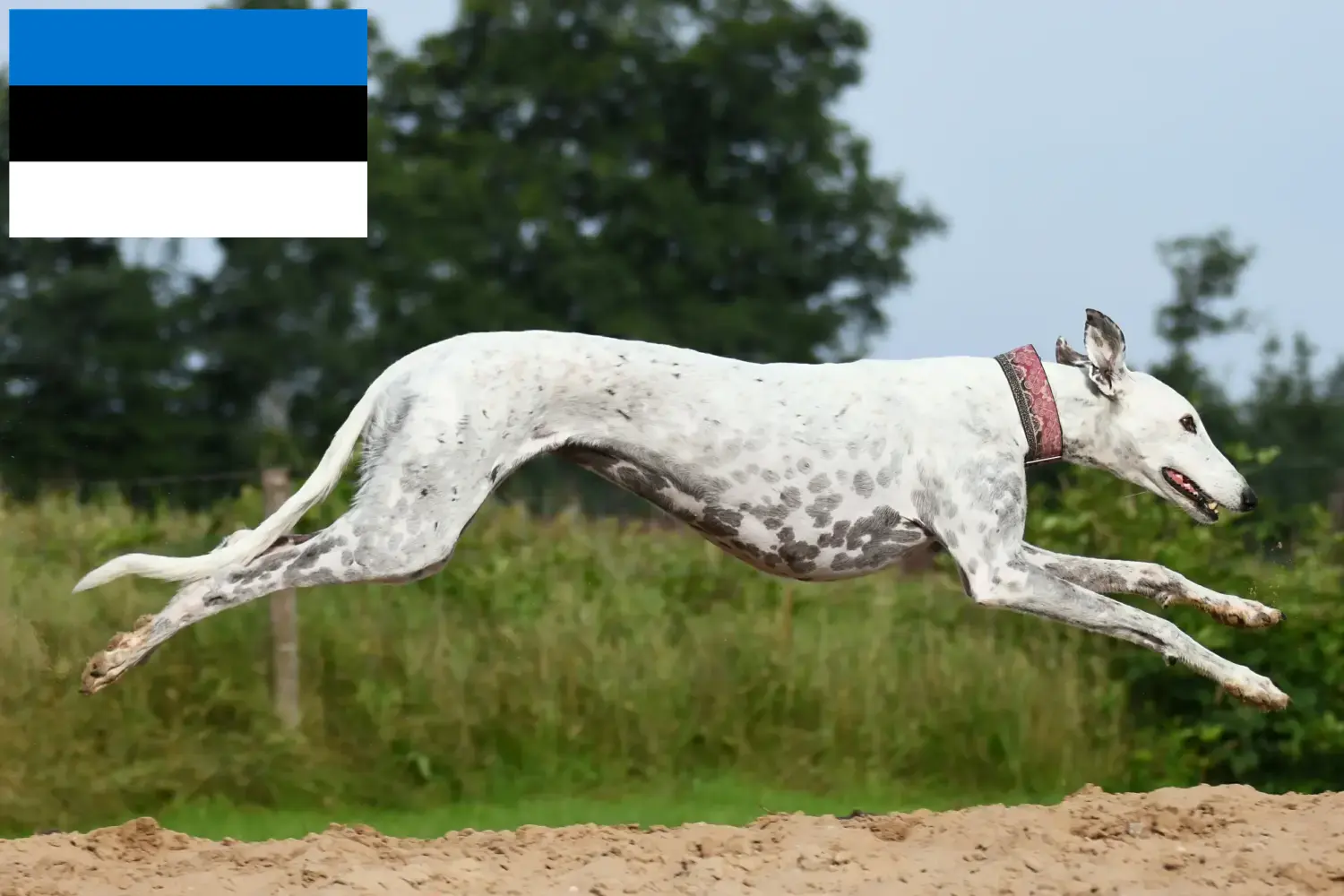Pui de ogar și crescători Estonia Găsiți crescători de ogari în Estonia aici.
