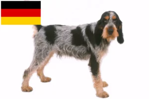 Read more about the article Griffon Bleu de Gascogne crescători și căței în Germania