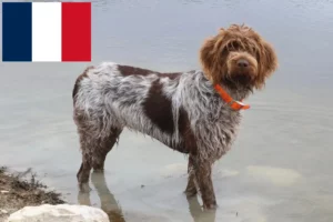 Read more about the article Griffon d’arrêt à poil dur Crescători și căței în Franța