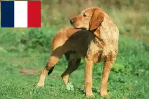 Read more about the article Griffon Fauve de Bretagne crescători și căței în Franța