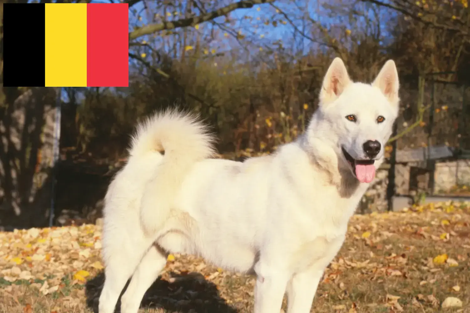 Câine Groenlanda căței și crescători Belgia Găsiți crescători de câini Groenlanda în Belgia.