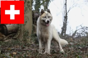 Read more about the article Greenland crescători de câini și căței în Elveția