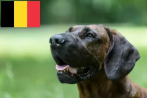 Read more about the article Hanoverian Welding Dog Breeder și căței în Belgia