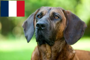Read more about the article Hannoverscher Schweißhund crescători și căței în Franța