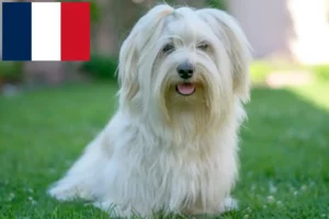 Read more about the article Crescători de Havanezi și căței în Franța