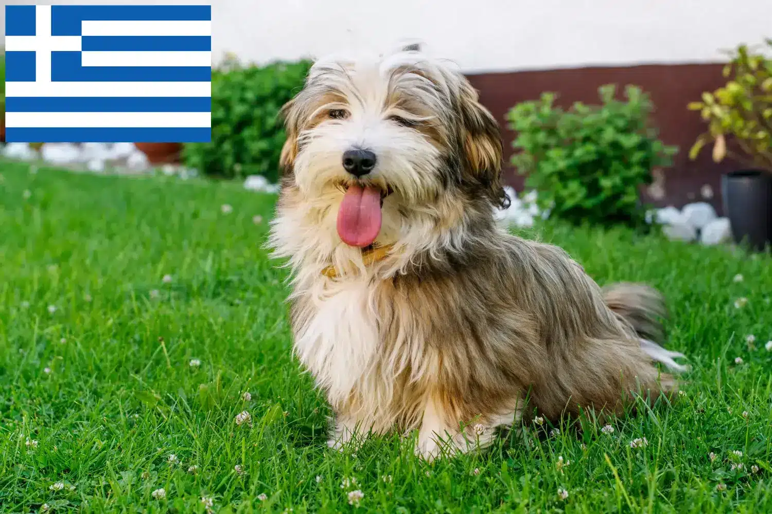 Havanezi căței și crescători Grecia Găsiți crescători de Havanezi în Grecia aici.