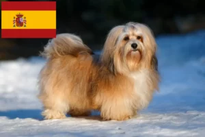 Read more about the article Crescători de Havanezi și căței în Spania