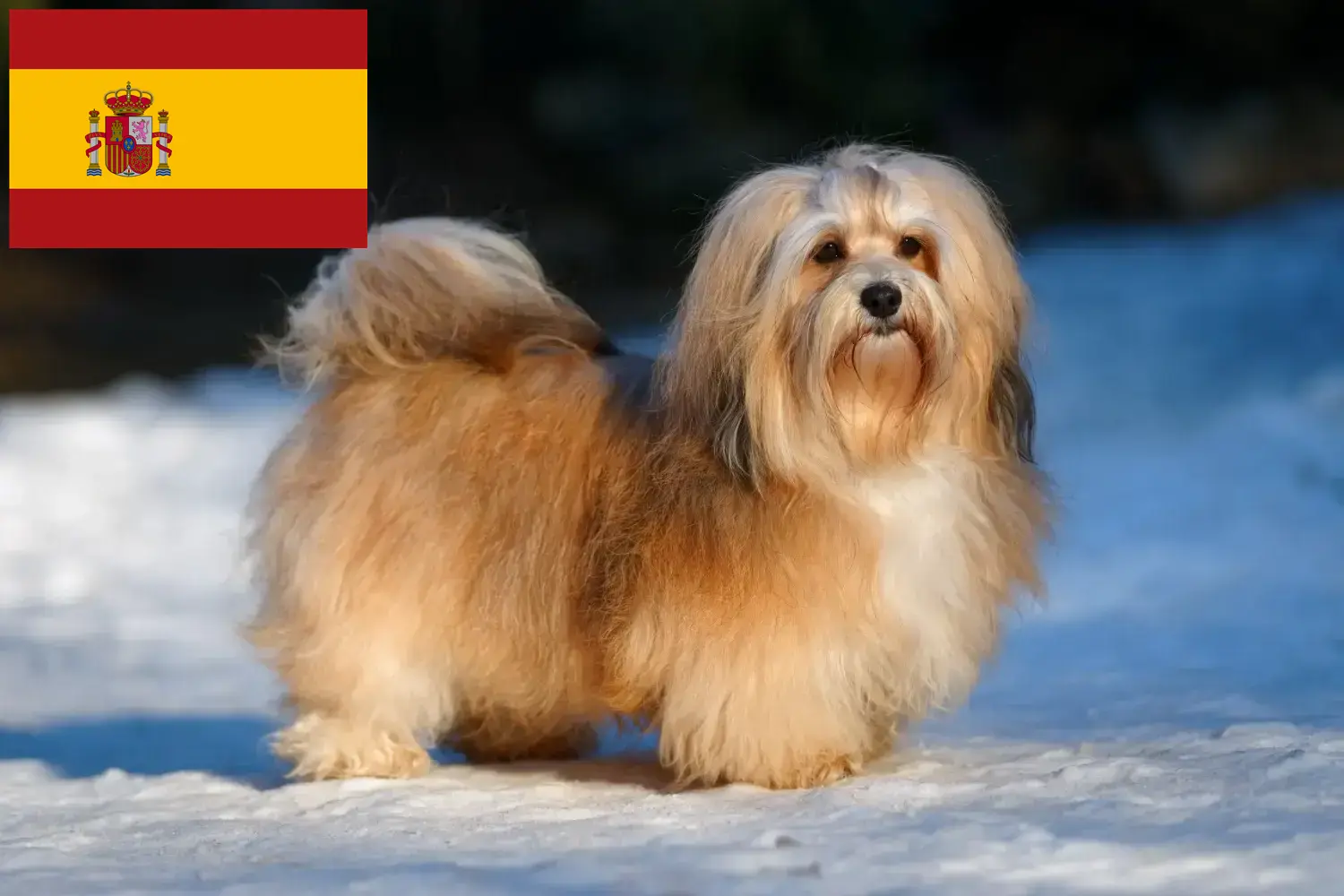 Read more about the article Crescători de Havanezi și căței în Spania