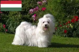 Read more about the article Crescători de Havanezi și căței în Ungaria