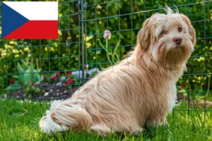 Read more about the article Crescători de Havanezi și căței în Republica Cehă