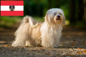 Read more about the article Crescători de Havanezi și căței în Austria