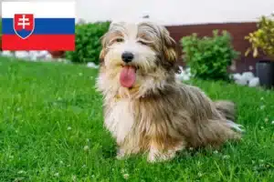 Read more about the article Crescători de Havanezi și căței în Slovacia