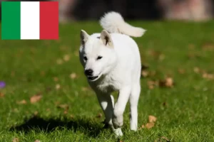 Read more about the article Hokkaido crescători și căței în Italia