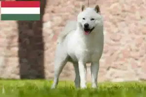 Read more about the article Hokkaido crescători și căței în Ungaria