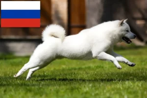 Read more about the article Hokkaido crescători și căței în Rusia