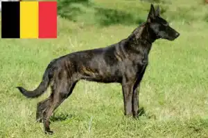 Read more about the article Hollandse Herdershond crescători și căței în Belgia