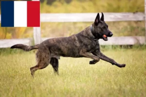 Read more about the article Hollandse Herdershond crescători și căței în Franța