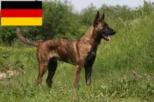 Read more about the article Hollandse Herdershond crescători și căței în Germania