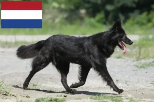 Read more about the article Hollandse Herdershond crescători și căței în Olanda