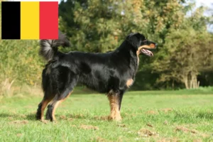 Read more about the article Hovawart crescători și căței în Belgia