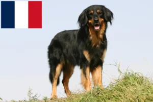 Read more about the article Hovawart crescători și căței în Franța