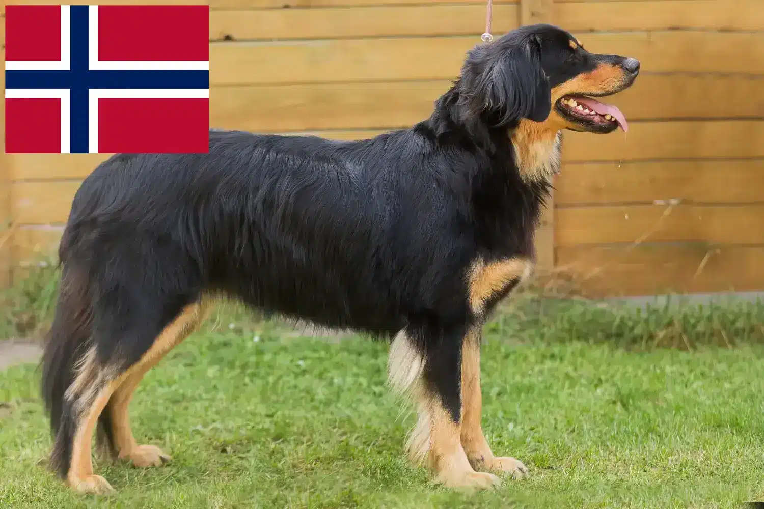 Hovawart căței și crescători Norvegia Aici puteți găsi crescători de Hovawarts din Norvegia.