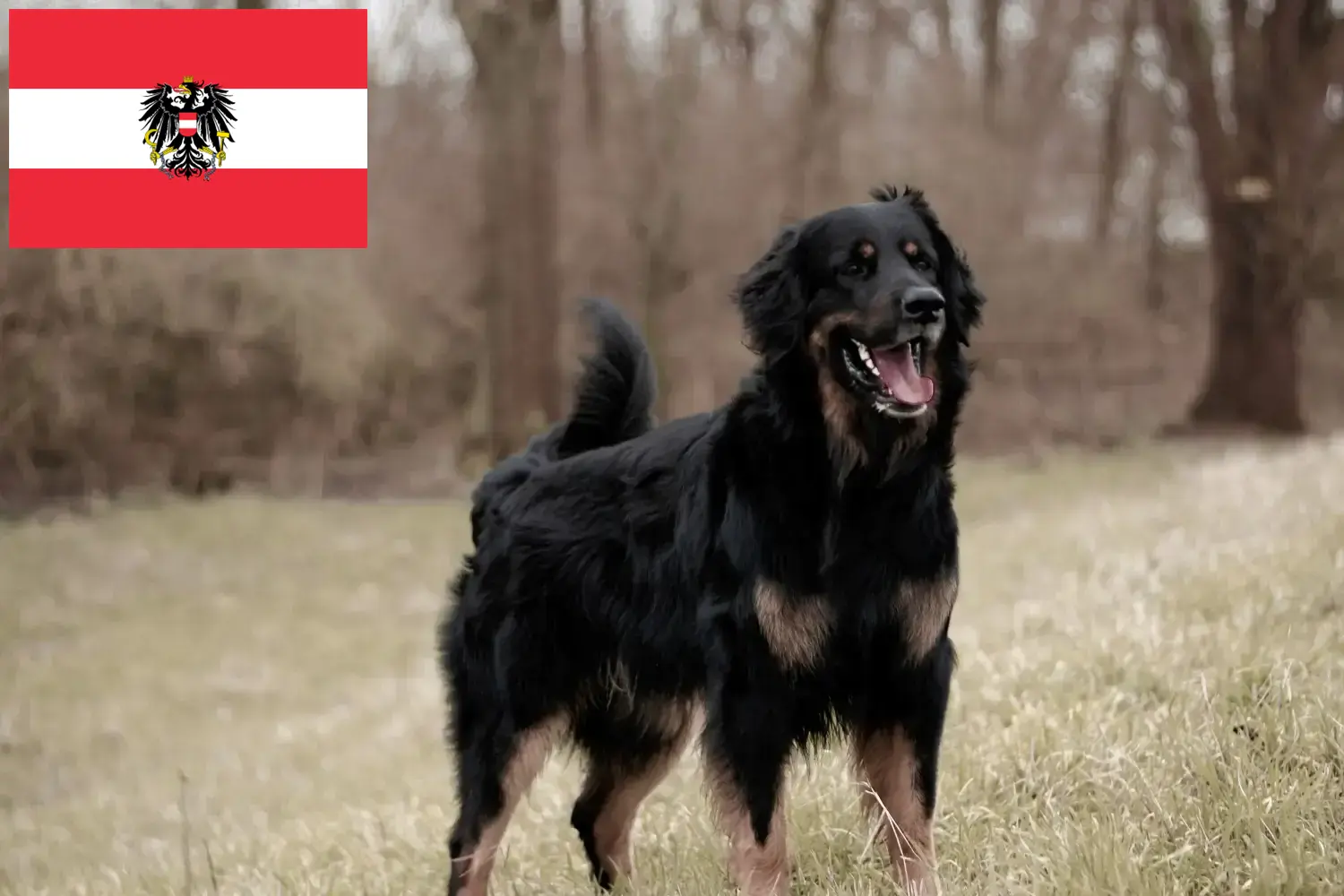 Hovawart căței și crescători de animale Austria Aici puteți găsi crescători de Hovawarts în Austria.