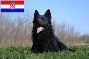 Read more about the article Hrvatski ovčar crescători și căței în Croația